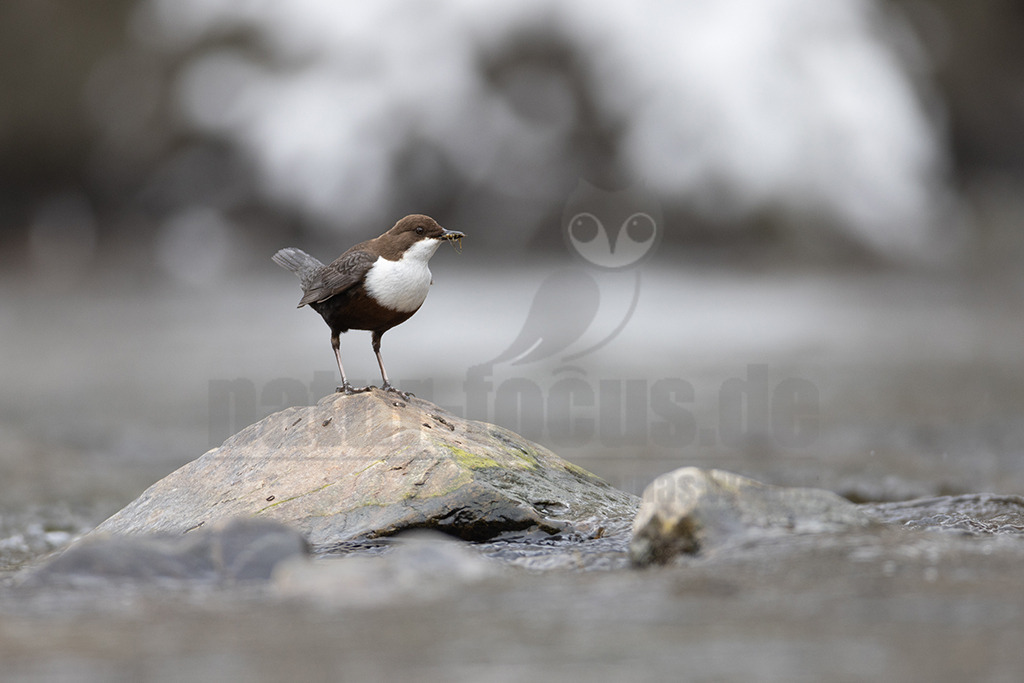 20220402111049-3 | Die Wasseramsel oder Eurasische Wasseramsel (Cinclus cinclus) ist die einzige auch in Mitteleuropa vorkommende Vertreterin der Familie der Wasseramseln (Cinclidae). Der etwa starengroße, rundlich wirkende Singvogel ist eng an das Leben entlang schnellfließender, klarer Gewässer gebunden. Dort ernährt sich die Art vornehmlich von Wasserinsekten, die sie vor allem tauchend erbeutet. - Realisiert mit Pictrs.com