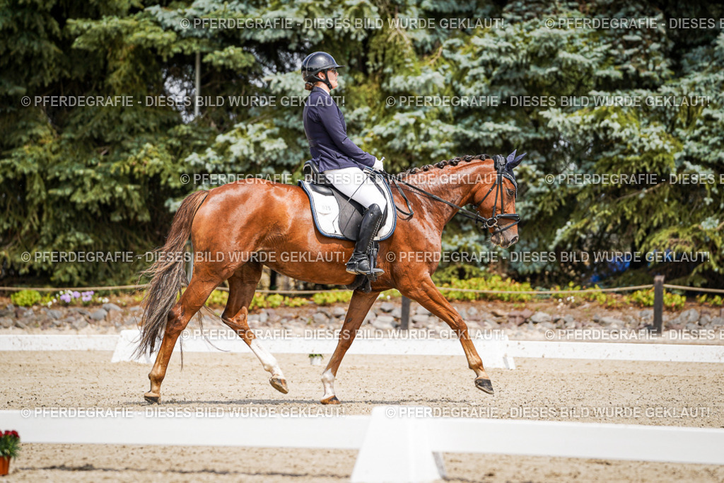 DSC02016 | Pferdegrafie