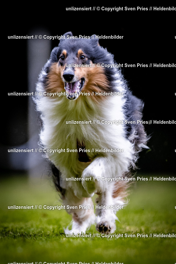 Sven Pries | 2025-10-03 - Hunderennen Obergrombach - Realisiert mit Pictrs.com