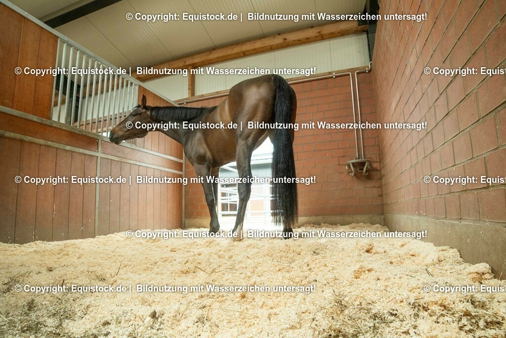 20190409_Einstreu_in_Pferdebox_0017 | Foto: Thomas Hartig