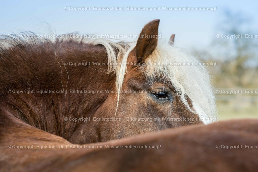 20150313_TOMsPiC_0054 | equistock
