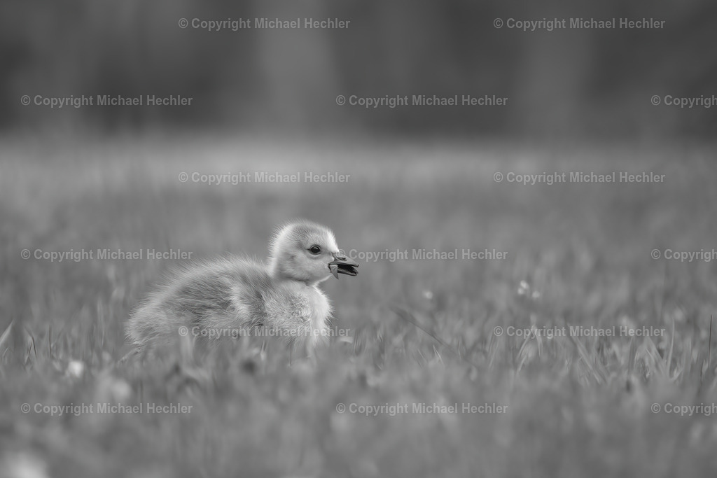 Gosling | freshly hatched gosling - Realisiert mit Pictrs.com