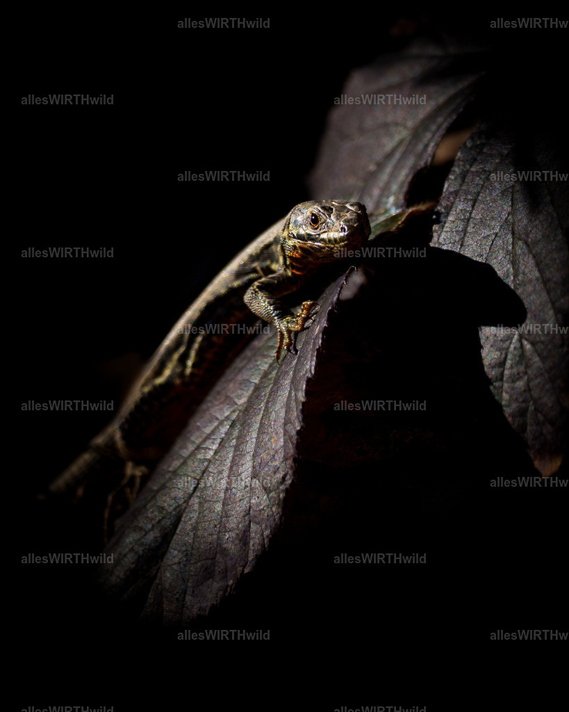 Daniel Wirth - www.allesWIRTHwild.de - 7IV03848 | Entdecke die faszinierende Welt der Natur- und Wildlife-Fotografie von Daniel und Bärbel. Inspirierende Bilder von wilden Tieren und kleinen Naturwundern.