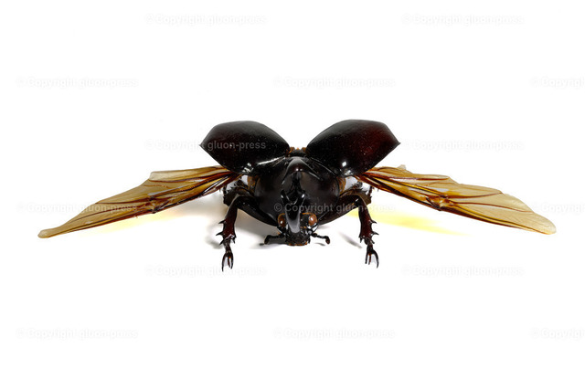 HDT1010661S80c | gluon-press - Realisiert mit Pictrs.com