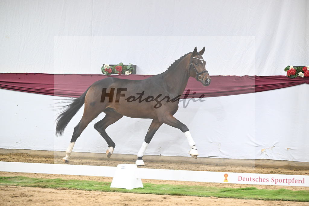 Kat-Nr. 47 Taurus x Floriscount_Thomas Casper u Horst Eulich_47251664 | hf-fotografie - Realizzato con Pictrs.com