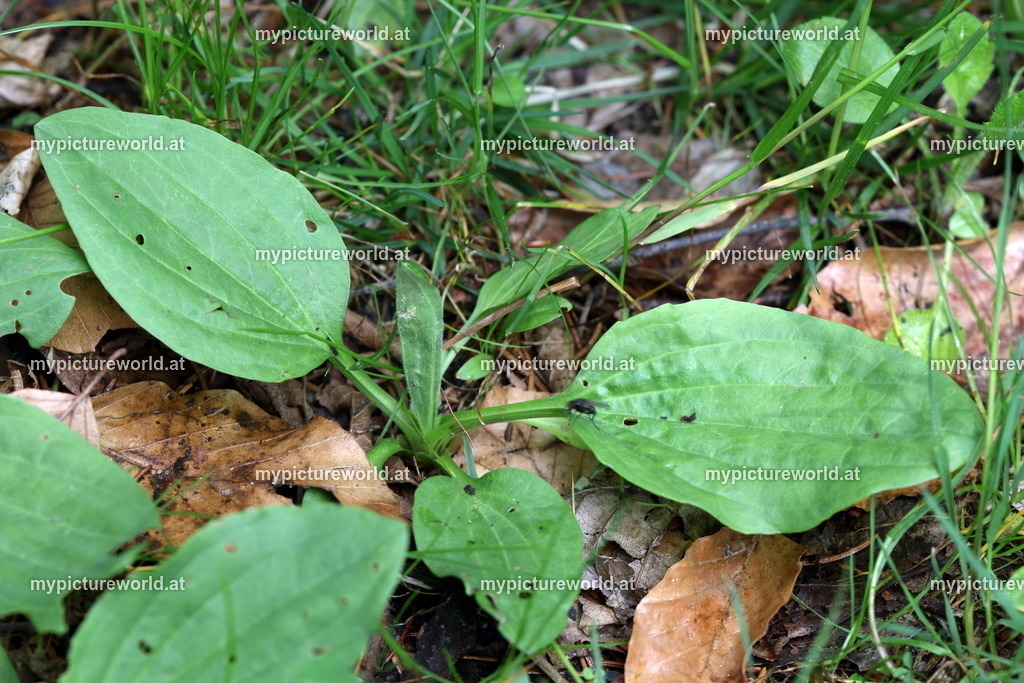 Breitwegerich-004 | Das Bilderarchiv über Tiere, Planzen und Landschaften. In der Bilddatenbank finden Sie ein große Auswahl an hochwertigen Bilder für Ihre Werbung - Realisiert mit Pictrs.com