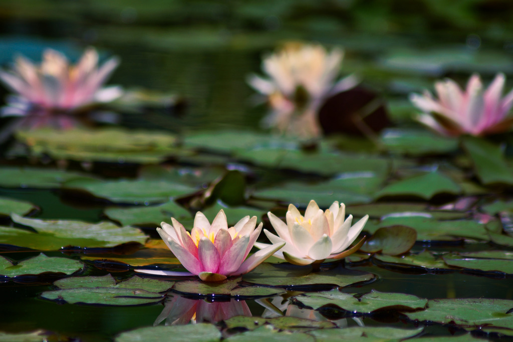 DSC03648_lum | die schönsten Bilder aus Wald und Wiese, sowie Streifzüge durch den Garten mit der gesamten Blumen & Insektenwelt.   - Realisiert mit Pictrs.com