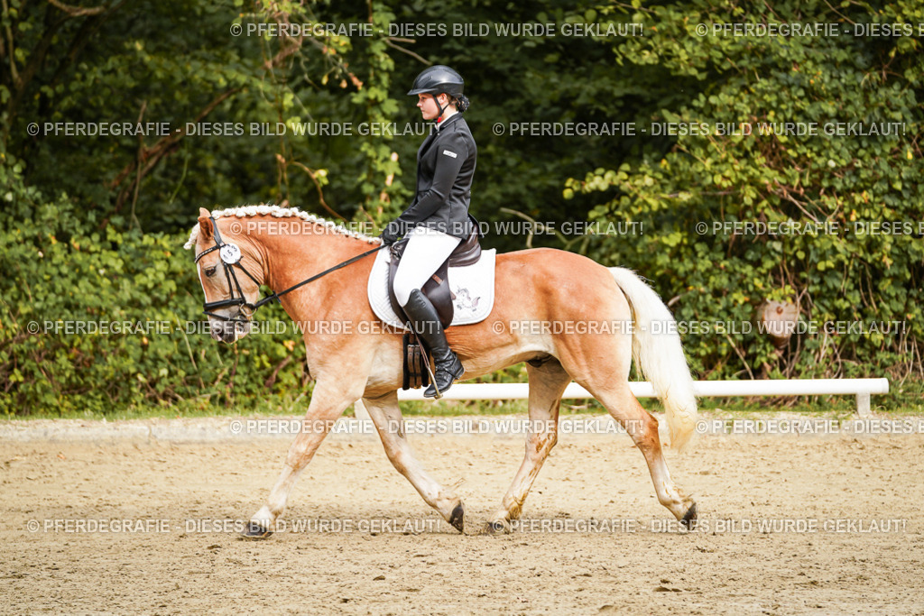 DSC09877 | Pferdegrafie