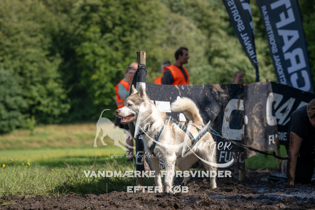 1517_ZZ91297 | kk-dogfotos