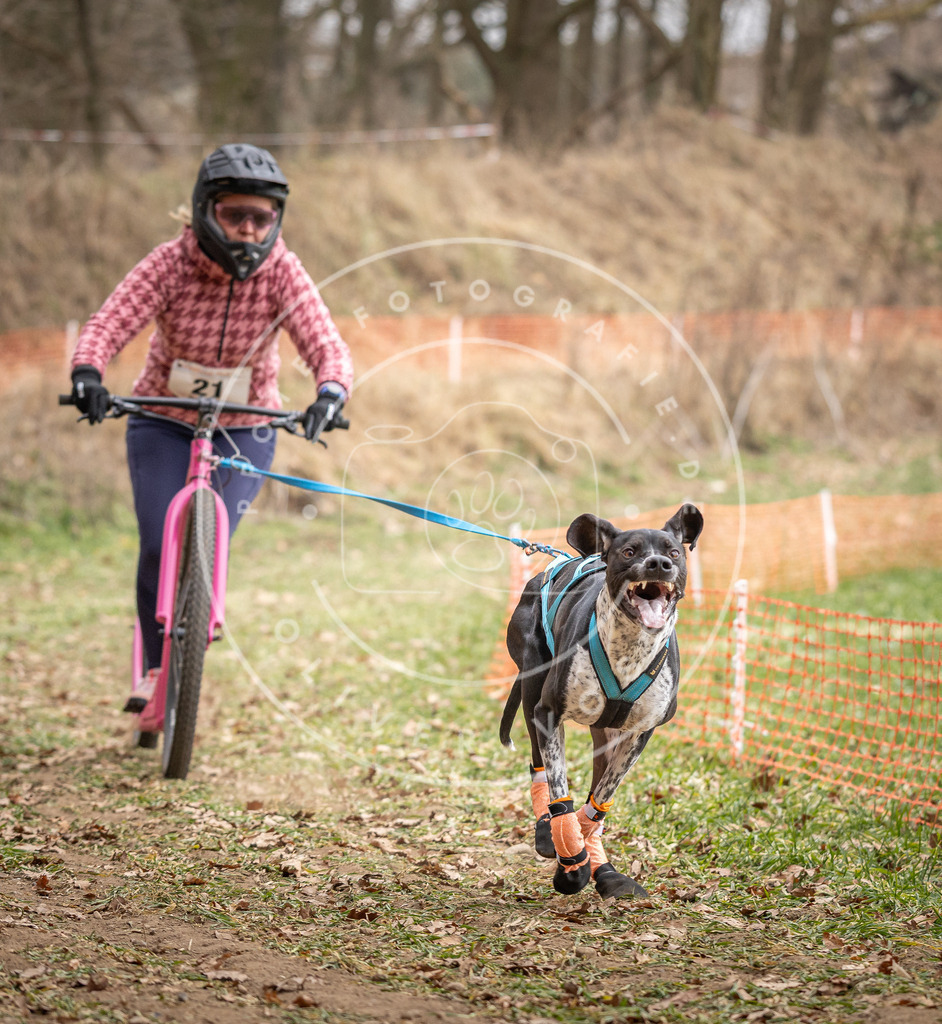 Pfotenfotografie_DV3A7216 | Hundefotografie, Tierfotograf, Pfotenfotografie, Fotoshooting Hund, Hunde Portrait, Hundesport, Hundeportraits, Heideshooting, Hunde, Sportfotograf, Hundefotograf, Turnierhundsport, THS,  - Realisiert mit Pictrs.com