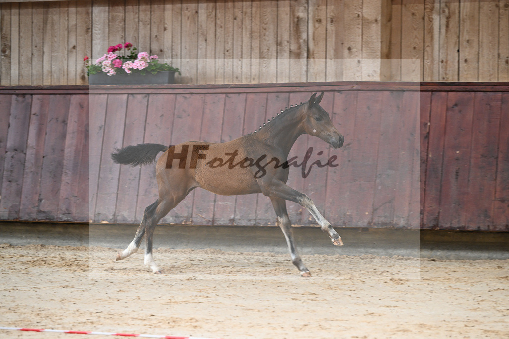 Kat-Nr. 3 HF Shu Fu_Sepp_26230039 | hf-fotografie - Realizzato con Pictrs.com