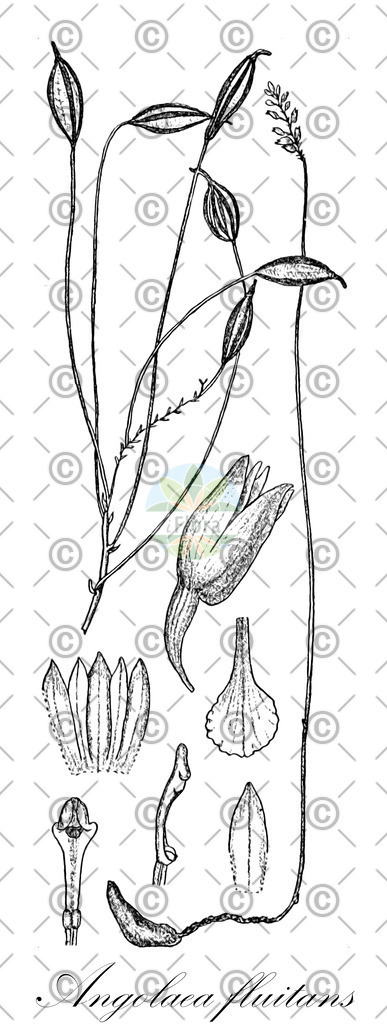 HistAbb_wfo-0000536542_110_ENZY_Simple | Historische Abbildung von Angolaea fluitans - Podostemaceae | Historical Illustration of Angolaea fluitans - Podostemaceae
