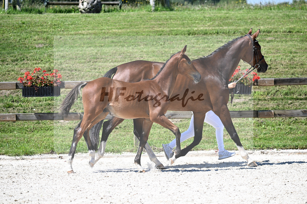 Kat-Nr. 14 Cullinan du Borget B x Vingino_HF_Kinnigkeit_24250380 | hf-fotografie - Realisiert mit Pictrs.com