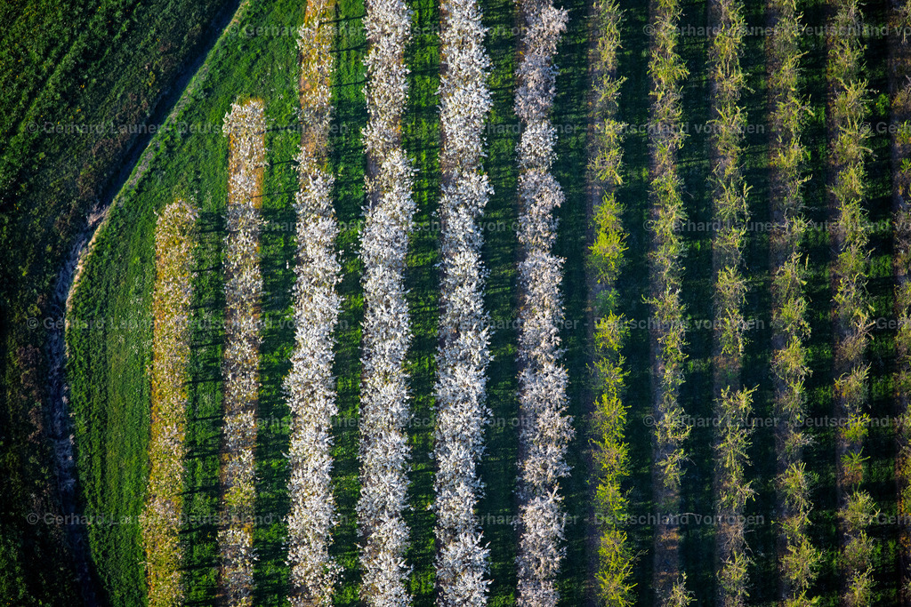 4024596 | MECKENBEUREN 15.04.2020 Blühende Baumreihen einer Obstanbau- Plantage auf einem Feld im Ortsteil Meckenbeuren in Meckenbeuren im Bundesland Baden-Württemberg, Deutschland. // Rows of trees of fruit cultivation plantation in a field in the district Meckenbeuren in Meckenbeuren in the state Baden-Wuerttemberg, Germany. Foto: Gerhard Launer