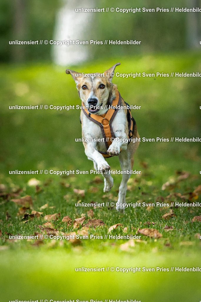 Sven Pries | 2025-09-21 - Hunderennen Baden-Oos - Realisiert mit Pictrs.com