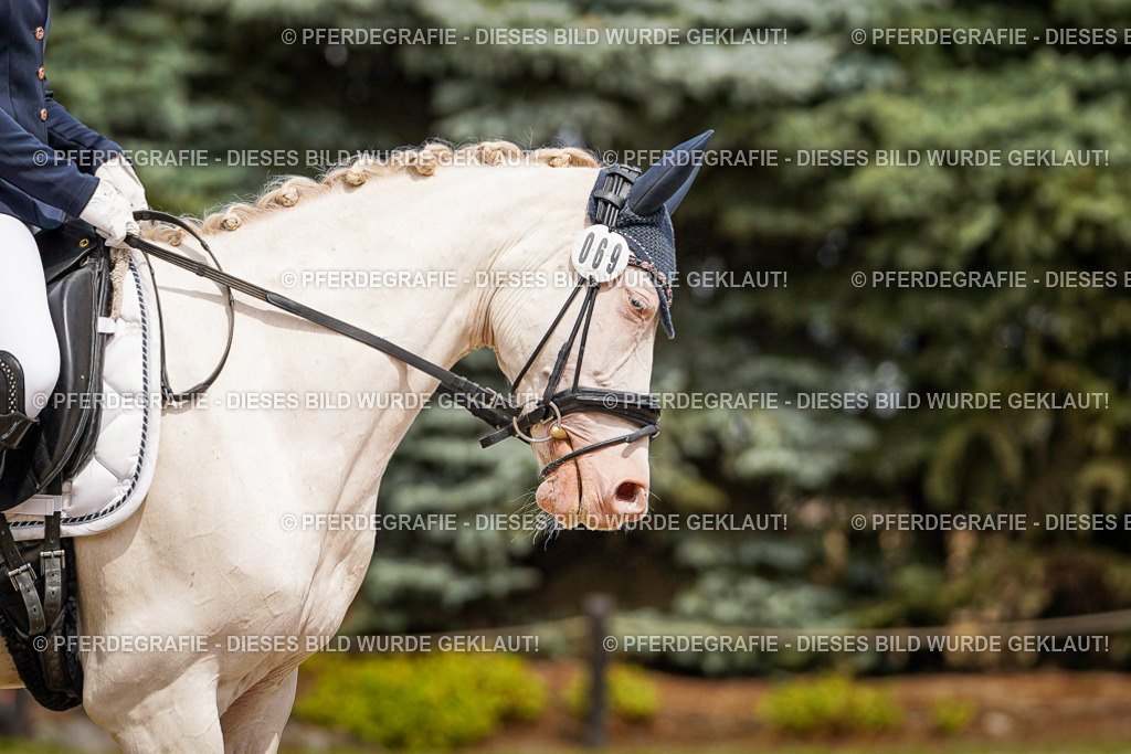 DSC04205 | Pferdegrafie