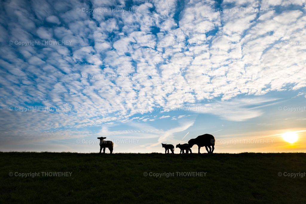 _1032423 | thowehey - Realisiert mit Pictrs.com