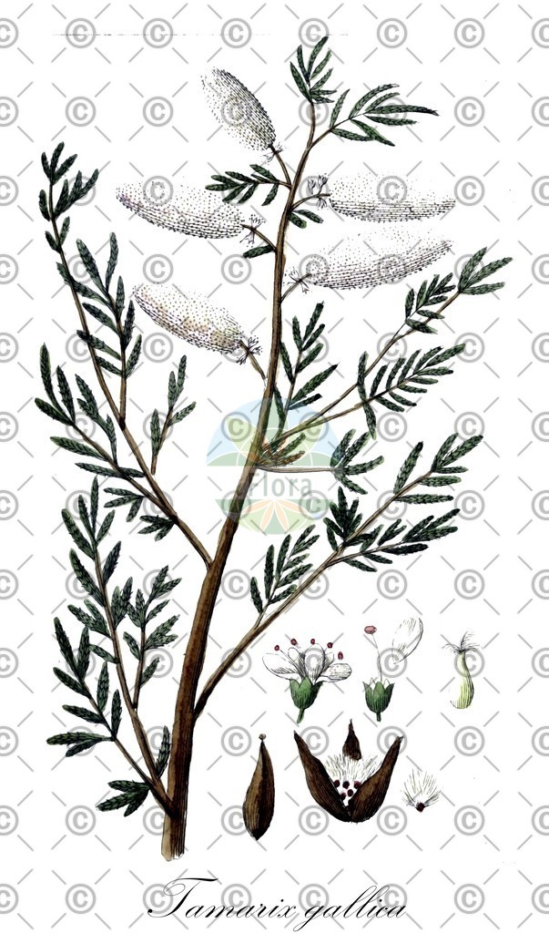 HistAbb_wfo-0000320730_1_ENZY_Simple | Historische Abbildung von Tamarix gallica - Tamaricaceae | Historical Illustration of Tamarix gallica - Tamaricaceae (tamarisk)