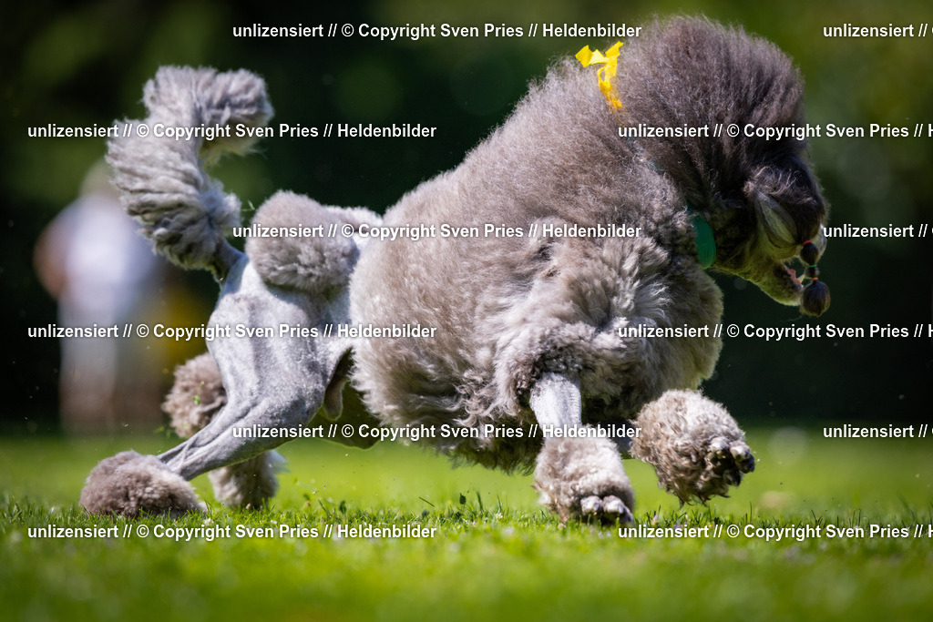 Sven Pries | 2025-08-10 - Hunderennen Durlach - Realisiert mit Pictrs.com