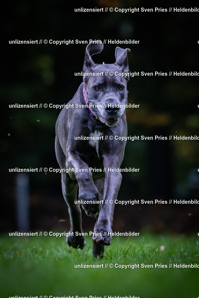 Sven Pries | 2024-10-19 - Hunderennen Ober-Grombach - Realisiert mit Pictrs.com