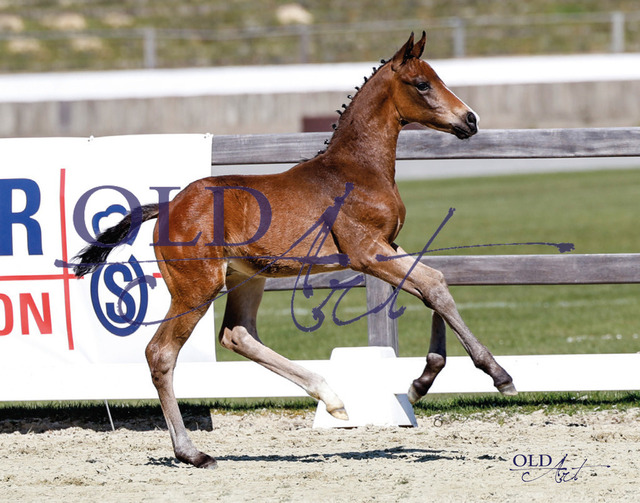 7 Flirt DE433330705923 FoE Florida TN - Grey Flanell_b | <meta name="description" content="★Offizieller Merchandise und Foto-/Videostore des Oldenburger Verbandes.★ ✅Jetzt auch digital Ausdrucke erhältlich." />
<meta name="keywords" content="Merchandise Foto-/Videostore Oldenburger Verband Photographie 