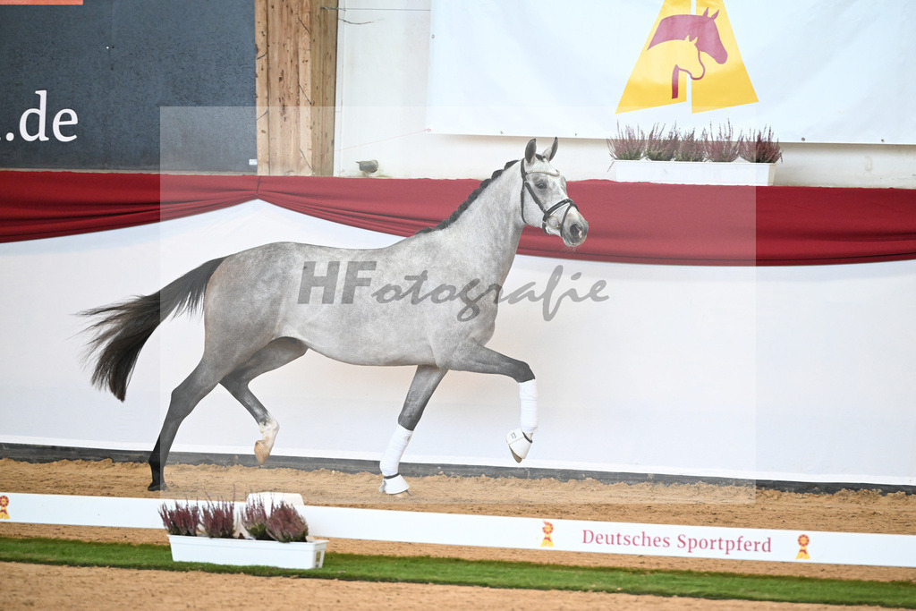 Kat-Nr. 40 Johnson x Benicio_Lehner_47240669 | hf-fotografie - Realizzato con Pictrs.com