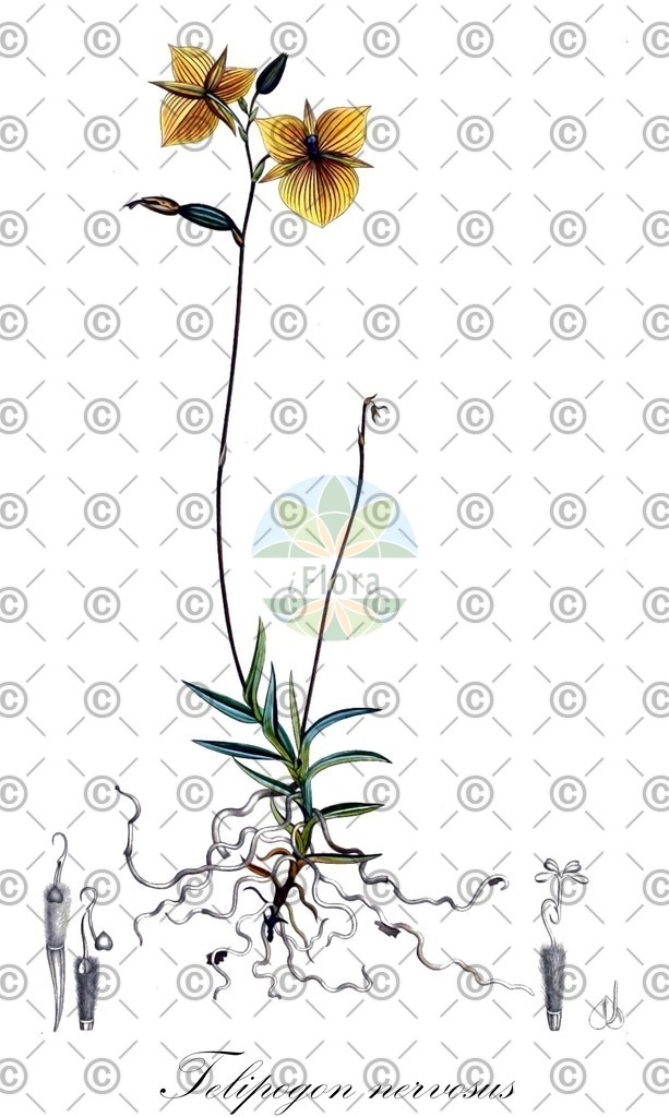 HistAbb_wfo-0001107075_1_ENZY_Simple | Historische Abbildung von Telipogon nervosus - Orchidaceae | Historical Illustration of Telipogon nervosus - Orchidaceae