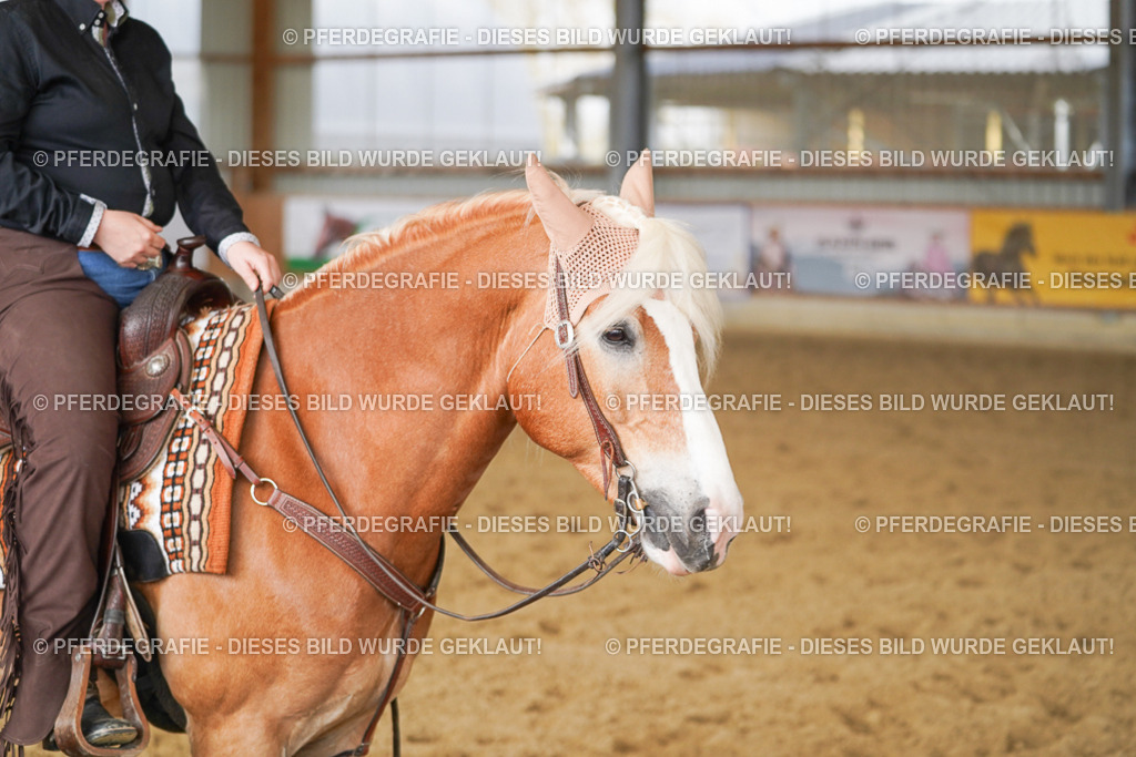 DSC01788 | Pferdegrafie