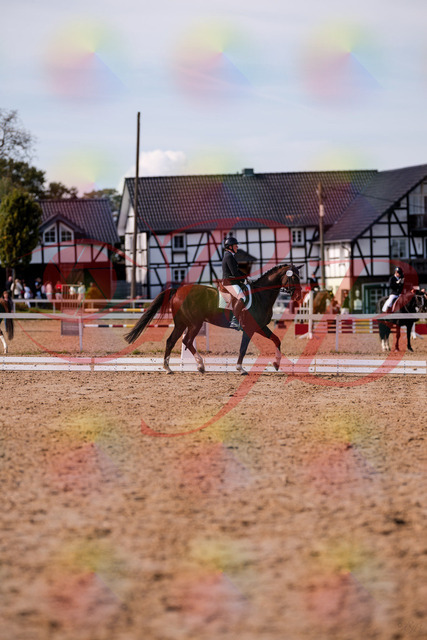 2026_10_03_Siefer-Hof_132558_Z81_78159956 | Professionelle Reitsport-, Turnier- und Eventfotografie von Robert Broda. Galerien mit ausgewählten und bearbeiteten Bildern direkt online ansehen und bestellen.