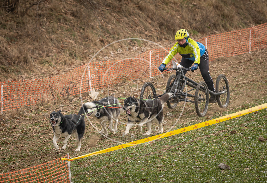 Pfotenfotografie_DV3A8527 | Hundefotografie, Tierfotograf, Pfotenfotografie, Fotoshooting Hund, Hunde Portrait, Hundesport, Hundeportraits, Heideshooting, Hunde, Sportfotograf, Hundefotograf, Turnierhundsport, THS,  - Realisiert mit Pictrs.com