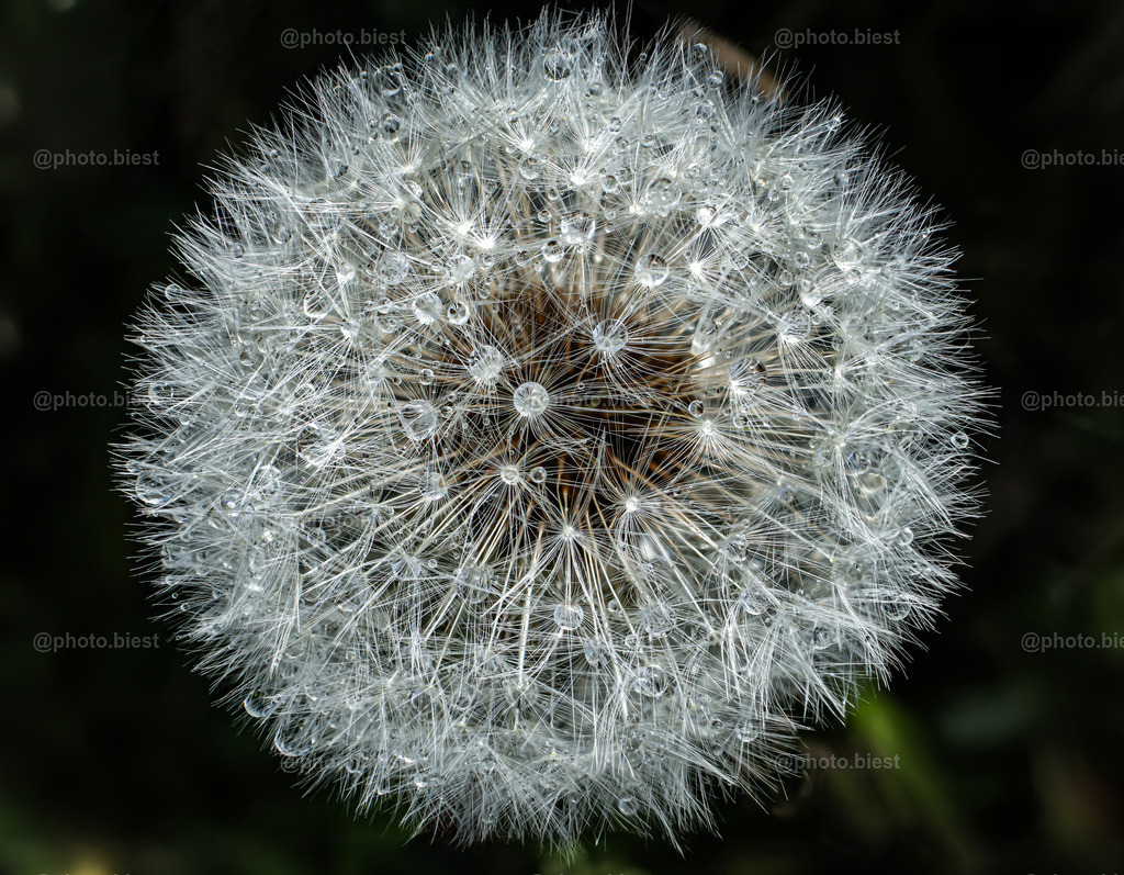 Puste-tropfen-blume | Eine Pusteblume mit zahlreichen Tropfen. - Realisiert mit Pictrs.com