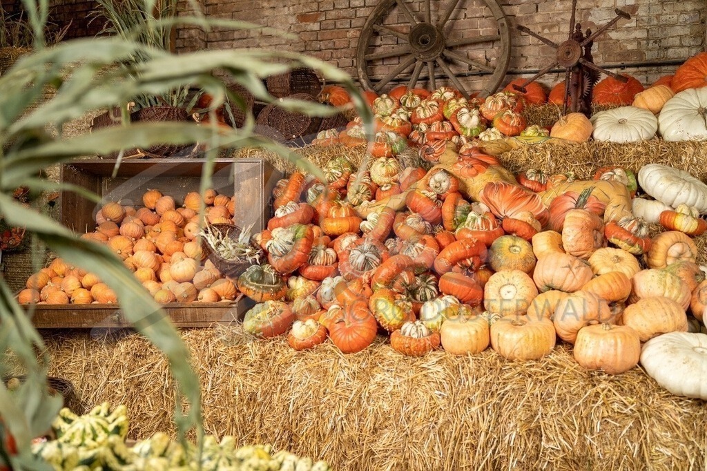 AgrarArt-KÜRBIS_0135 | #005 | Modell: Vanessa | Foto: Dennis Largo Schulz - Realisiert mit Pictrs.com