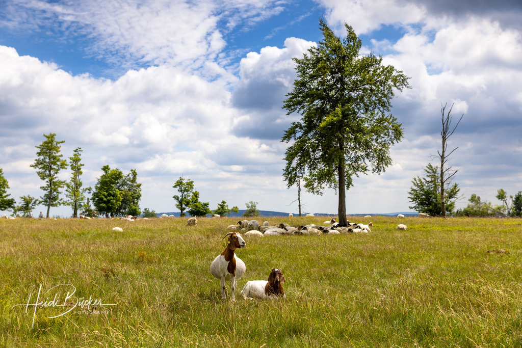 Heidschnucken auf dem Kahlen Asten | Heidschnucken beweiden die Astenheide auf dem Kahlen Asten bei Winterberg - Realisiert mit Pictrs.com