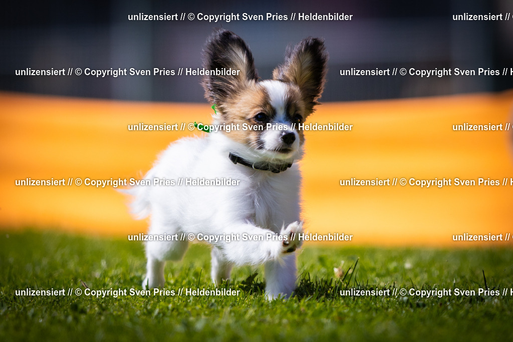 Sven Pries | 2025-08-10 - Hunderennen Durlach - Realisiert mit Pictrs.com