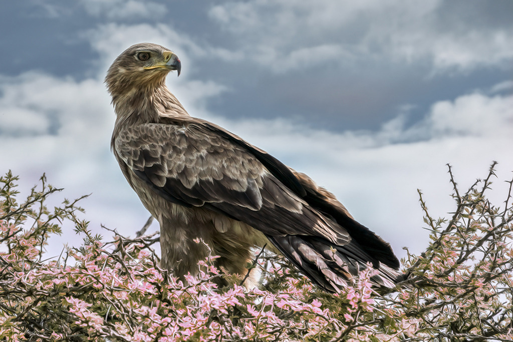 Greifvogel auf Akazie (Creative) | Kenia | Premium-Wandbild von justsomewhere.com: Eine kreative Bearbeitung eines Greifvogels vor dramatischem Wolkenhimmel, der auf einer Akazie mit digital rosa gefärbten Blütenstrukturen sitzt. - Realisiert mit Pictrs.com