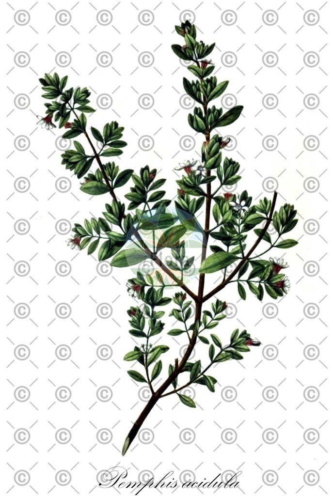 HistAbb_wfo-1000006246_1_ENZY_Simple | Historische Abbildung von Pemphis acidula - Lythraceae | Historical Illustration of Pemphis acidula - Lythraceae