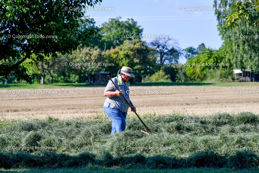 Deutschland_ Baden-Wuerttemberg_ Karlsruhe_ 21.08.2025-2 | 21.08.2025, Deutschland, GER, Baden-Wuerttemberg, Karlsruhe im Bild Themenbild, Baeuerin, Gras rechen, Landwirtschaft, Heuernte, Feldarbeit, Handarbeit, Rechen, Sommer, Bauernhof, Natur, traditionelle Arbeit, Laendliches Leben, Wiese, Erntezeit, Sonnenhut, Arbeitskleidung, Landschaft, baeuerliche Kultur, Handwerk, Dorfleben, Feature, Symbolbild