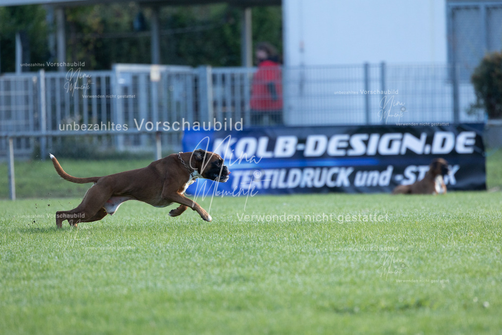 _16A6213 | Einzigartige Fotos von Hunden & Menschen –Actionfotos, Portraits, Vereinsaufnahmen & Paarshootings – authentisch, lebendig & mit Herz.