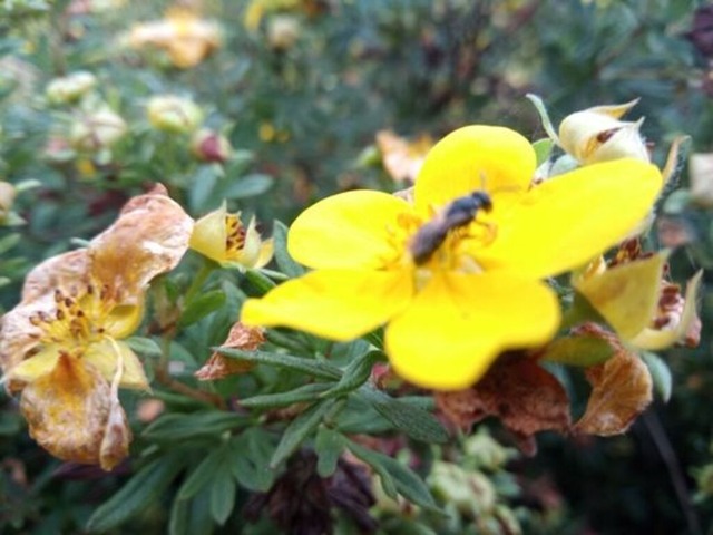 fingerstrauch-blüte-mit-ameise | Verkauf von Fotos und  Videoclips zumThema Natur.Motive sind Pflanzen, Tiere, Landschaftenund Wetter - Realisiert mit Pictrs.com