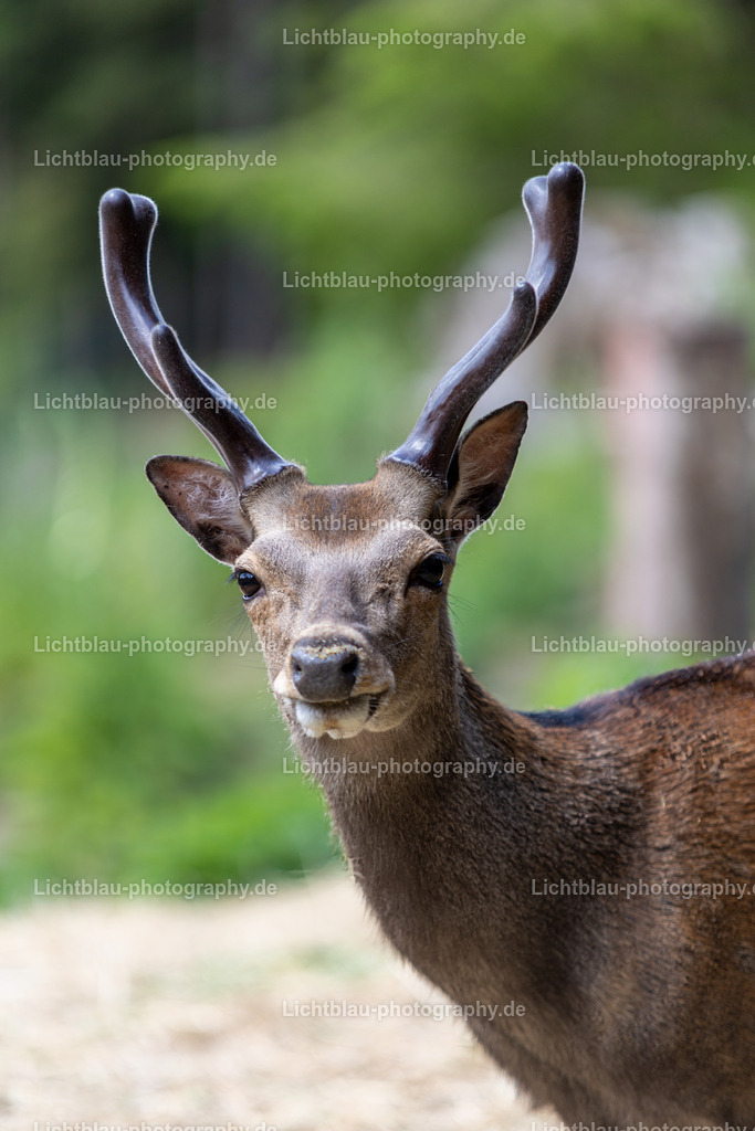 Rotwild / Hirsch | Der Rothirsch (Cervus elaphus) ist eine Art der Echten Hirsche. In der Jägersprache spricht man bei der Bezeichnung von mehreren Tieren vom Rotwild. Wie bei den meisten anderen Vertretern der Hirsche bildet nur das männliche Tier jährlich ein Geweih aus. Im mitteleuropäischen Raum ist der Rothirsch eines der größten freilebenden Wildtiere und kommt hier fast nur noch in Waldbiotopen vor. Ursprünglich war er Bewohner offener und halboffener Landschaften. - Realisiert mit Pictrs.com