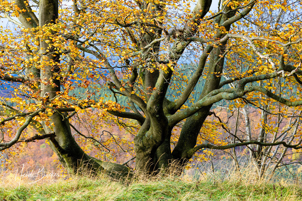 Alte Buche im Herbst | Alte Buche im Herbst - Realisiert mit Pictrs.com