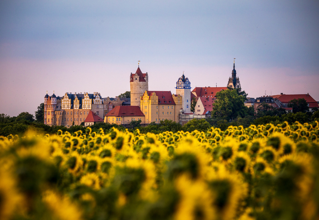 Schloss Bernburg und die Sonnenblumen | Wir machen aus Ihren Bildern Erinnerungen für die Ewigkeit | Hochwertige Fotografien für Ihr zu Hause. - Realisiert mit Pictrs.com