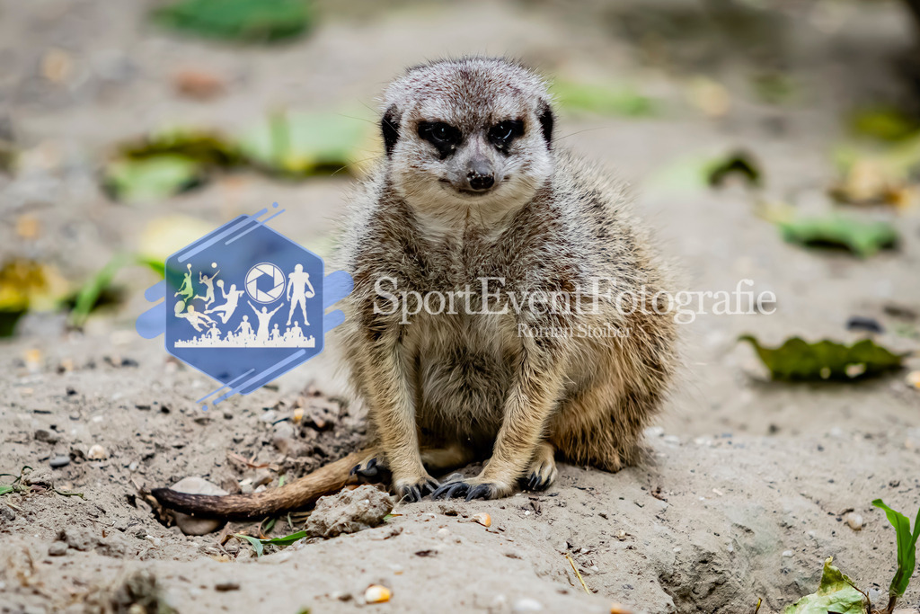 IMG_4058 | SportEventFotografie - Roman Stoiber