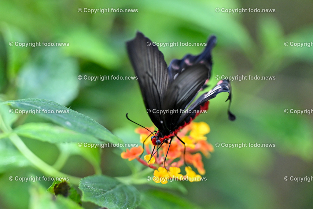 Botanischer Garten Linz_ Schmetterlinge_ Orchideen_ 21.01.2024-88 | 21.01.2024, Botanischer Garten Linz, AUT, Schmetterlinge, im Bild tropische Schmetterlinge, Schmetterling, Falter, Natur, Tiere, Blumen, Pflanzen, Insekten, Butterfly, Tropenhaus