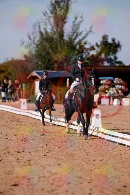 2026_10_03_Siefer-Hof_120728_Z81_09283069 | Professionelle Reitsport-, Turnier- und Eventfotografie von Robert Broda. Galerien mit ausgewählten und bearbeiteten Bildern direkt online ansehen und bestellen.