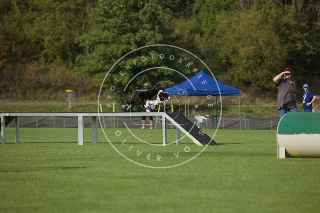 0L8A3983 | Hundefotografie, Tierfotograf, Pfotenfotografie, Fotoshooting Hund, Hunde Portrait, Hundesport, Hundeportraits, Heideshooting, Hunde, Sportfotograf, Hundefotograf, Turnierhundsport, THS,  - Realisiert mit Pictrs.com