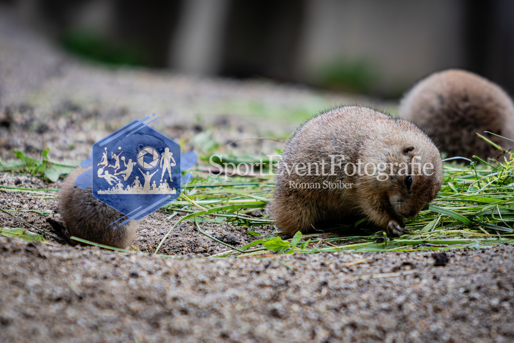 IMG_6100 | SportEventFotografie - Roman Stoiber