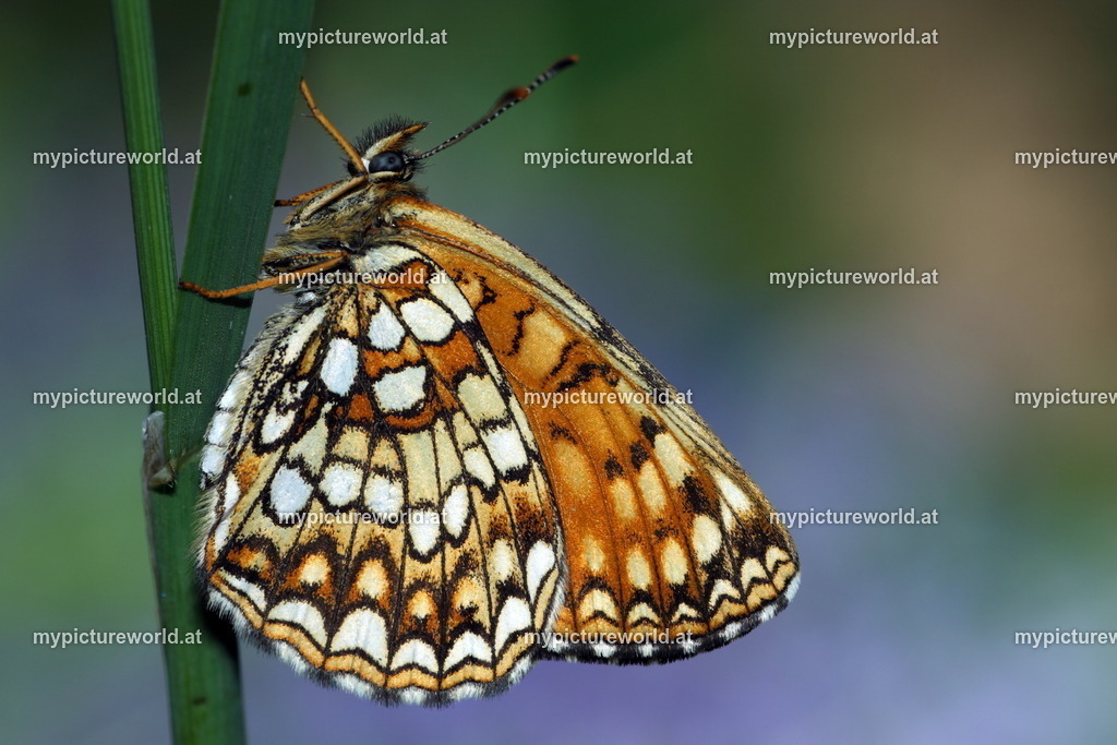 Melitaea diamina-017 | Das Bilderarchiv über Tiere, Planzen und Landschaften. In der Bilddatenbank finden Sie ein große Auswahl an hochwertigen Bilder für Ihre Werbung - Realisiert mit Pictrs.com