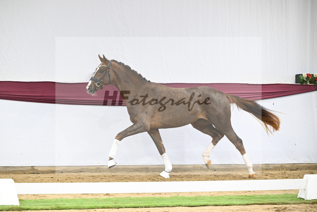 Kat-Nr. 113 Benicio x Floriscount_Galneder Zuchthof GbR_47253753 | hf-fotografie - Realisiert mit Pictrs.com