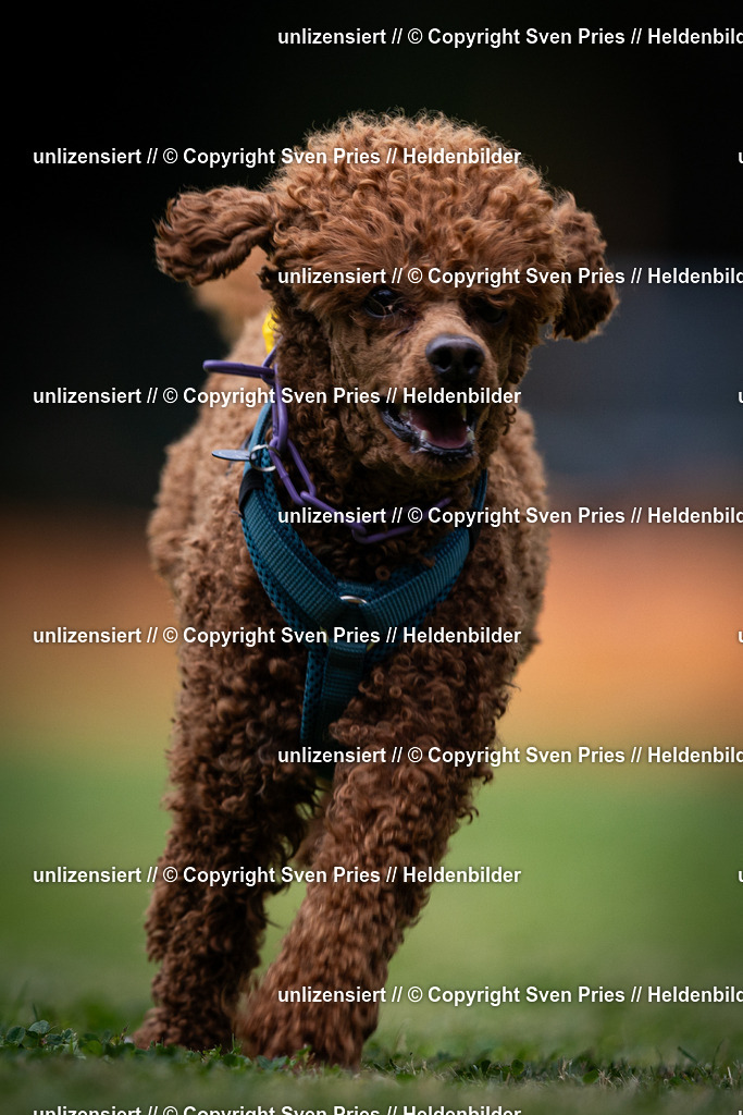 Sven Pries | 19. Allgemeines Hunderennen Karlsruhe Durlach - Realisiert mit Pictrs.com